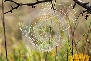 Spider web in dew drops on an autumn Bush. Gentle natural autumn background