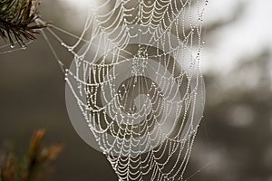 Spider web with dew drops. Autumn melancholy.