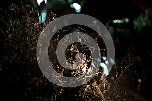 Spider web with dew drops close-up. Natural background, night scene. Cobweb ,spiderweb with water drop