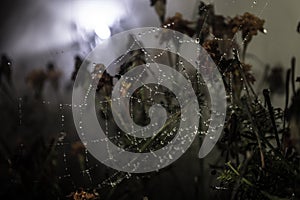 Spider web with dew drops close-up. Natural background, night scene. Cobweb ,spiderweb with water drop