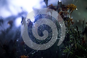 Spider web with dew drops close-up. Natural background, night scene. Cobweb ,spiderweb with water drop