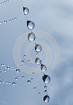 Spider web with dew drops