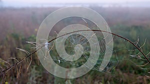 Spider web with dew drops closeup at summer morning sunrise, river Vorskla, Ukraine