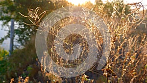 Spider web with dew drops closeup at summer morning sunrise, river Vorskla, Ukraine