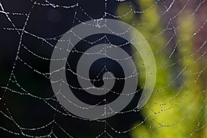 Spider web with dew drops on a dark background.