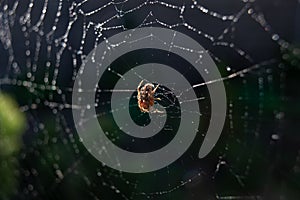 Spider web with dew drops on a dark background.