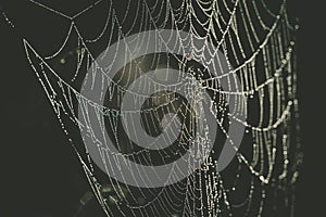 Spider web with dew drops extreme closeup.