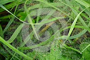 spider web with dew drops on a grass