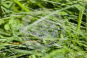 Spider web with dew drops on green grass