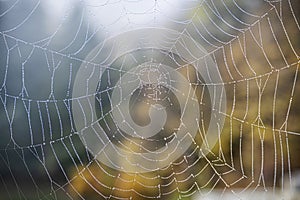 Spider web with dew drops, Klinger, Stiavnica Mountains, Slovakia