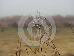 Spider web with dew drops, lerida, spain, europe