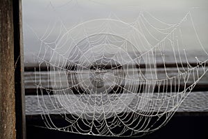 Spider web with dew drops from morning fog