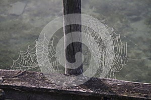 Spider web with dew drops from morning fog