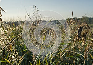 Spider web with dew drops sparkles in the sun