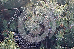 Spider web with dew drops