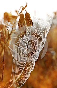 Spider web with dew drops at sunrise.
