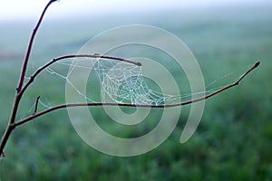 Spider web with dew drops on tree branches