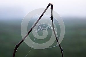 Spider web with dew drops on tree branches