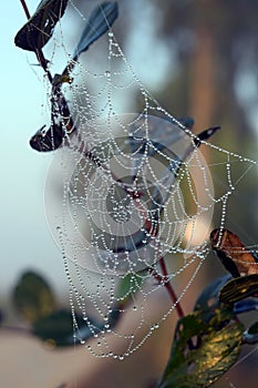 Spider web with dew drops in winter nature