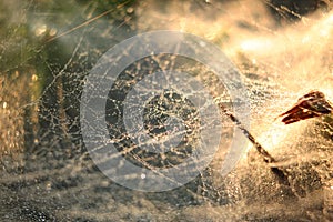 spider web, dew on grass background wallpaper texture detail photo