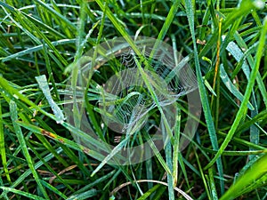 Spider web in dew in green grass