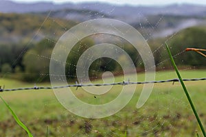 Spider web with dew with unfocused background. Water drops on web in the field. Nature close up. Autumn nature.