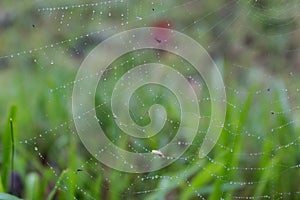 Spider web with dew with unfocused background. Water drops on web in the field. Nature close up. Autumn nature.