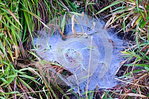 Spider web with dewdrop on grass, Countryside