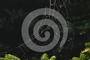 Spider web with dewdrop , insect