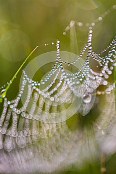 Spider web in drops