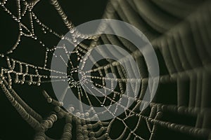 Spider web, drops of water, diamonds