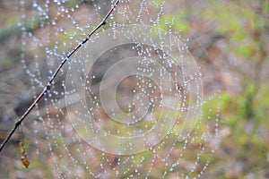 Spider web with drops of water after rain