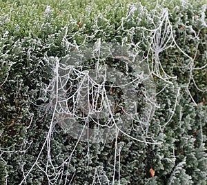 Spider web early made large in freezing fog