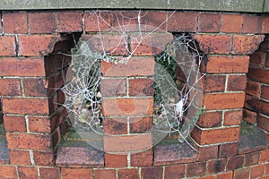 Spider web early made large in freezing fog