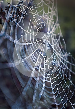 Spider web early morning on a chilly but bright late winters day. The moist dew drops can be seen on the web