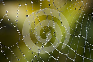 A spider web in the early morning covered with dew drops.