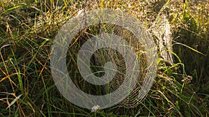 Spider web early in the morning at dawn in the forest