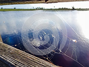 spider web in the everglades on a wooden dock