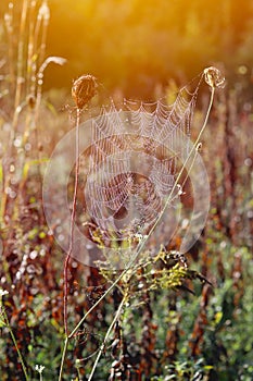 Spider web. Fall nature background. Fall view in the forest