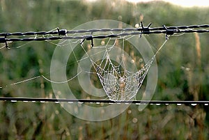 Spider Web on Fence