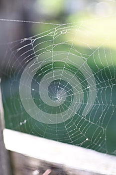 A spider web on a fence at the country side. Green grass in the background, rural setting