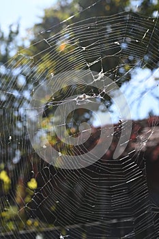 A spider web on a fence at the country side. Green grass in the background, rural setting