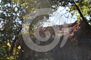 A spider web on a fence at the country side. Green grass in the background, rural setting