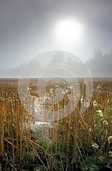 Pavučina v poli počas jesenného rána