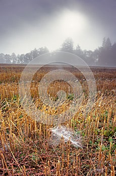 Spider web in the field during autumn morning