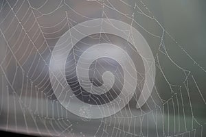 A spider web filled with water drops on foggy morning