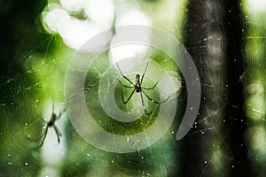 Spider web florest