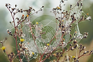 Spider web on flower covered with dew