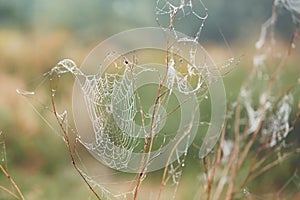 Spider web on flower covered with dew