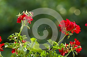 Spider web on flower